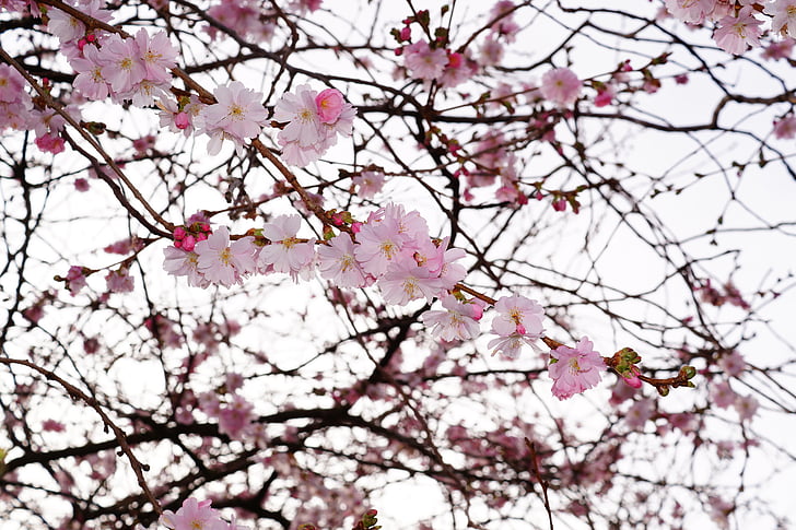 češnjev cvet, cvetje, roza, barva, drevo, znaki pomladi