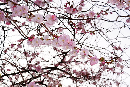 Cherry blossom, blommor, Rosa, färg, träd, vårtecken