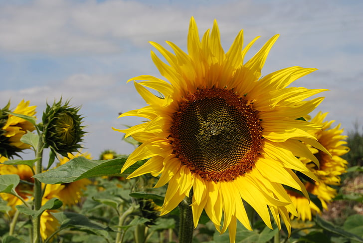 слънчоглед, цветя, семена, Селско стопанство, лято, жълто
