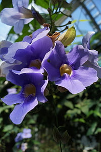 цветок, тропики, фиолетовый, Рептилия