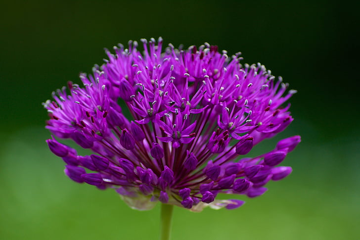 floare, natura, primavara, plante, violet, vara, Close-up
