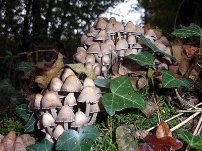 houby, Les, Příroda, na podzim, dřevo, podrost