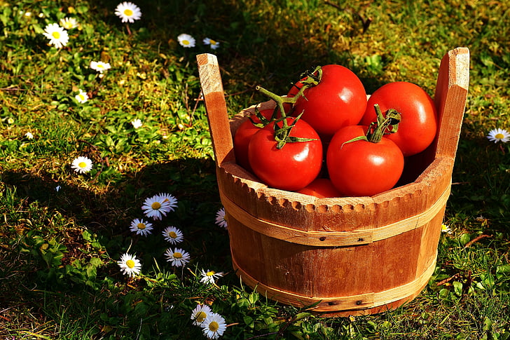 tomater, grönsaker, hink, trä, röd, mat, friska