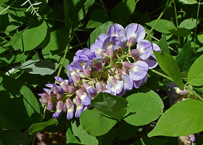 紫藤, 花, 开花, 绽放, 植物, 葡萄树, 自然