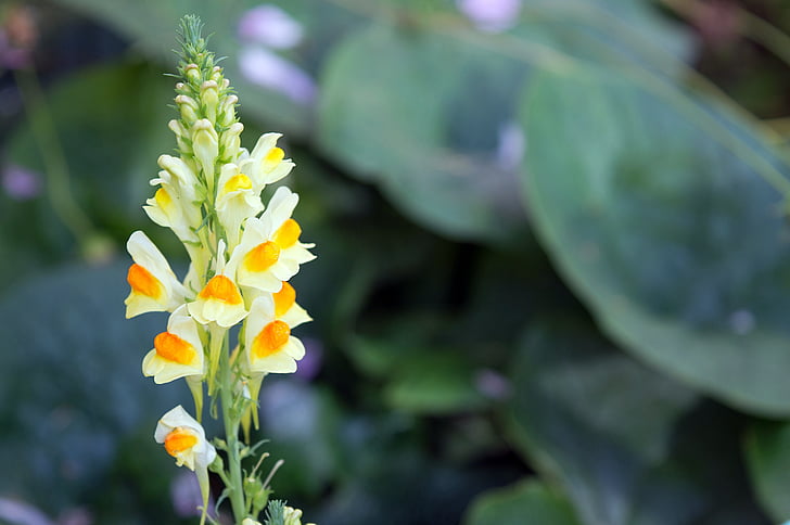 Wild flower, Linária vulgaris, egy sárga virág, virág, nyári, rét, kerti virág