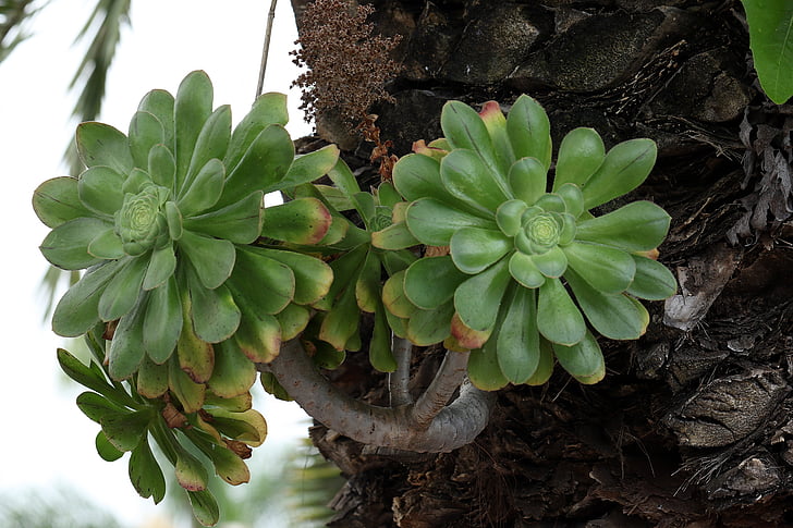 tropische plant, de parasiet, op de stomp, Succulent, Wolfsmelkpijlstaart, euphorbium, Tenerife