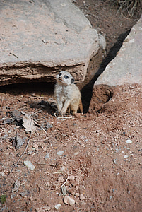 meerkat, zoo, nature, animal, curious, sand, desert