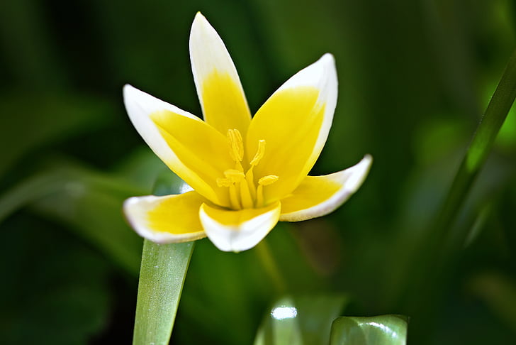 sterren tulip, bloem, Blossom, Bloom, geel-wit, plant, Tuin
