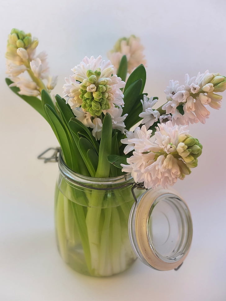 Hyacint, růžová, žárovky, jaro, vonící, květiny, džbán