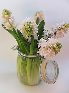 Giacinto, rosa, lampadine, primavera, profumata, fiori, vaso
