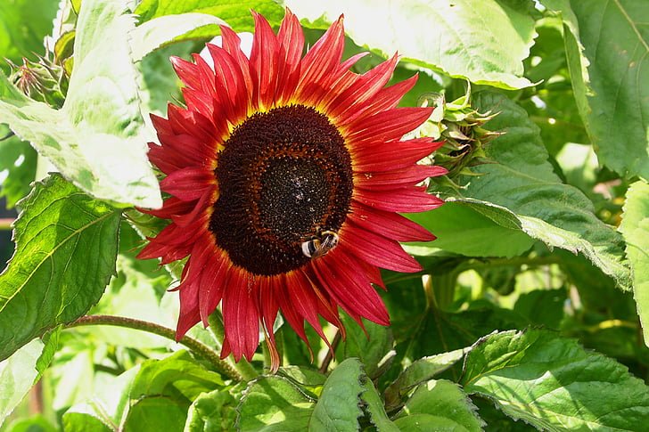 red sunflower, bumblebee, bloom, garden, nature, colorful