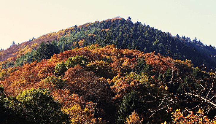 δάσος, μικτό δάσος, το φθινόπωρο, φύση, δέντρα, χρώμα πτώσης, πολύχρωμο