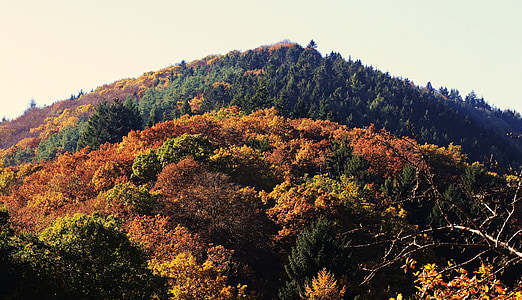meža, jauktajā mežā, kur, rudens, daba, koki, rudens krāsu, krāsains