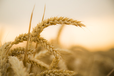 pšenica, západ slnka, úroda, ovocie skutočnosť, 飽 plnej, podsvietenie, poľnohospodárstvo