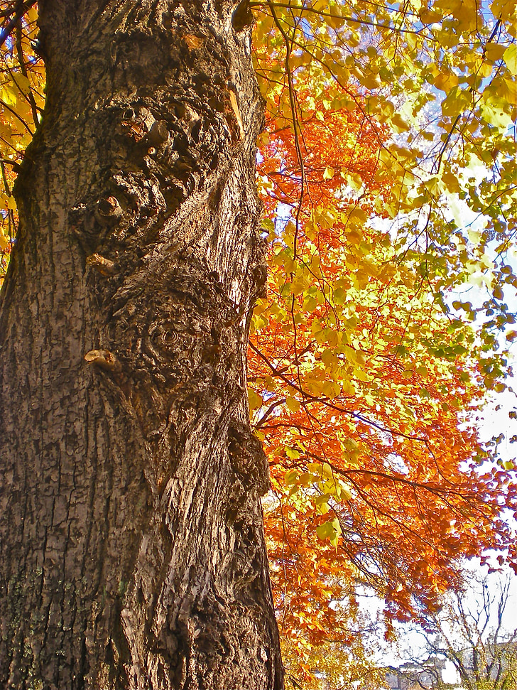 medis, gentis, rudeniniai lapai, oranžinė, geltona, Gamta, rudos spalvos