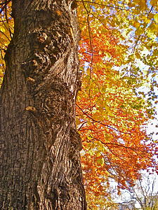træ, stammen, efterårsblade, orange, gul, natur, brun