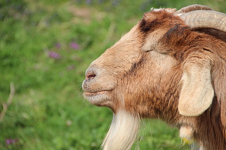 Billy goat, ožkos, Kazbārdiņa, gyvūnų portretai, sekmadienis tikinčiųjų, ganyklos, Pavasaris
