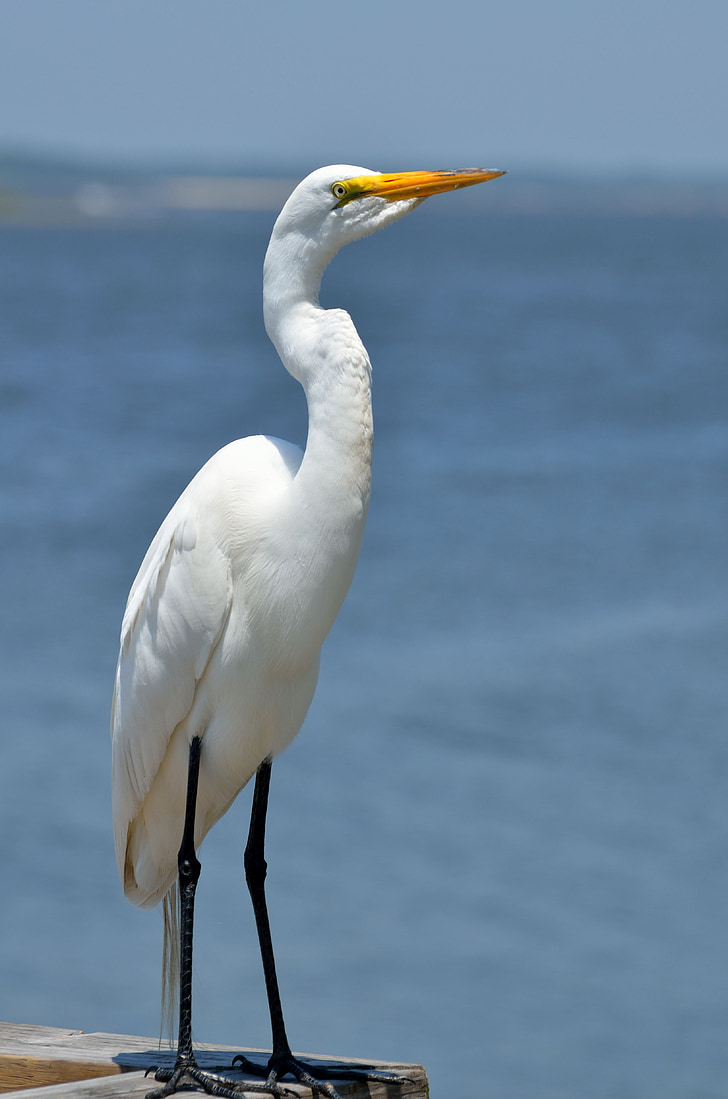 great white egret, bird, avian, wildlife, egret, animal, nature