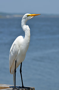 great white egret, bird, avian, wildlife, egret, animal, nature