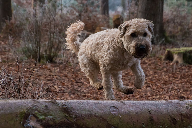 hond, -stap-springen, spelen, herfst, Bladeren, Irish soft coated wheaten terriër, jonge hond