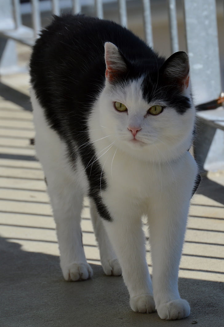katten, svart-hvitt, innenlands cat, Adidas, svart og hvit katt, mieze, søt