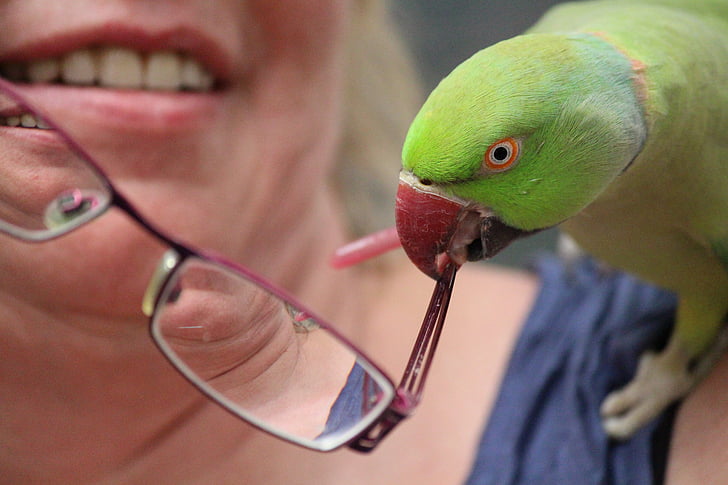 woman, parrot, glasses, cheeky, bill, snap, detention