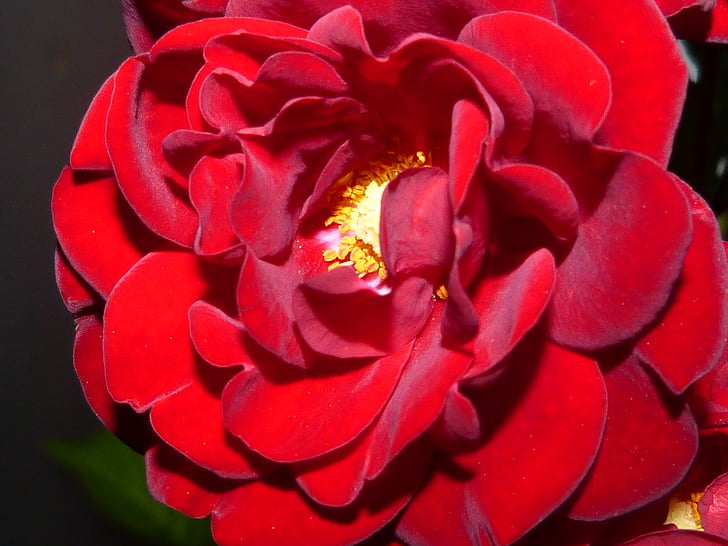 ดอกกุหลาบ, สีแดง, คืน, แสงสว่าง, ความมืด, เงา, ดอกไม้