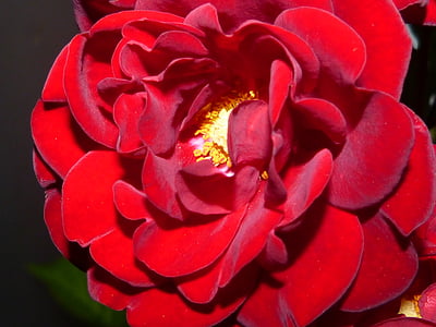 Rosas, rojo, noche, iluminación, oscuridad, sombra, flor