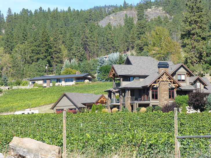 borvidék, BC Kanada wine country, Okanagan valley, kanadai, vidéken, betakarítás, zöld