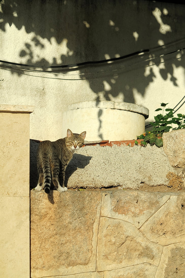 cat, turkey