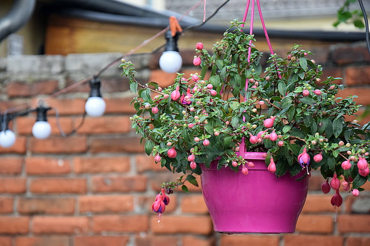 flowerpot, hanging plant, pink, pot, garden, lichterkette, garland