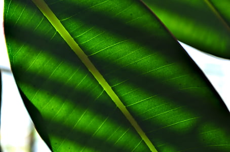 leaf, plant, green, texture, macro, fresh, shadows
