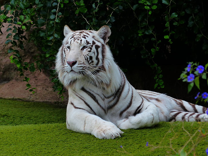 witte Bengaalse tijger, tijger, rest, herstellen, rest pauze, verveling, gezellige