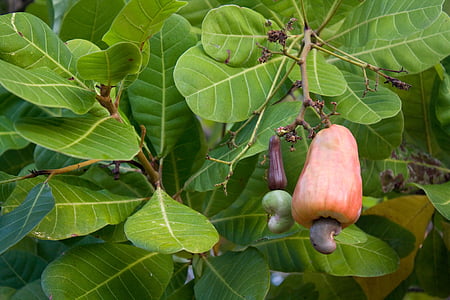 Cashew-nötter, cashew träd, Cashew, tropiskt träd, tropikerna