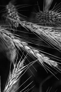 wheat, cereals, black and white, spike, grain, plant, grain fields