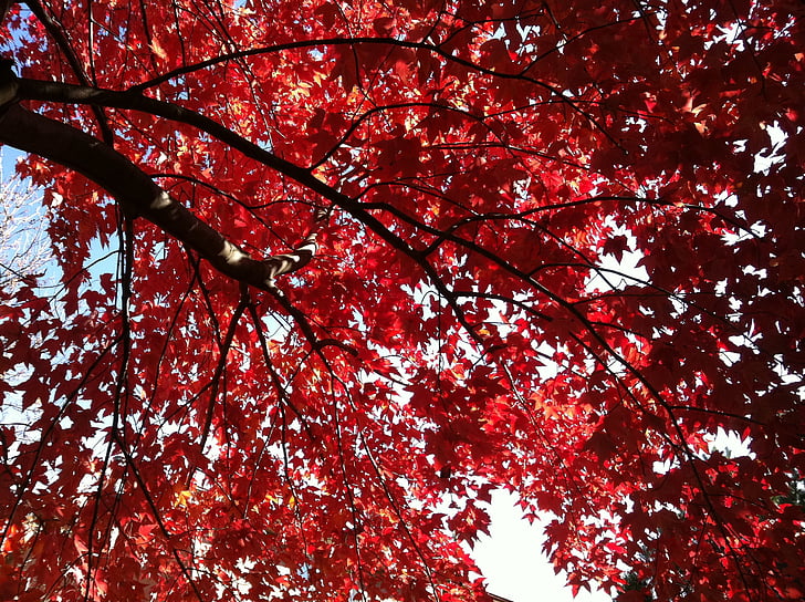 kritums, atstāj, rudens, daba, koki, sarkana, fons