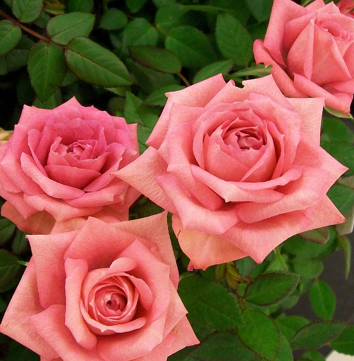 Rosas, rosa, Romance, floración, flores