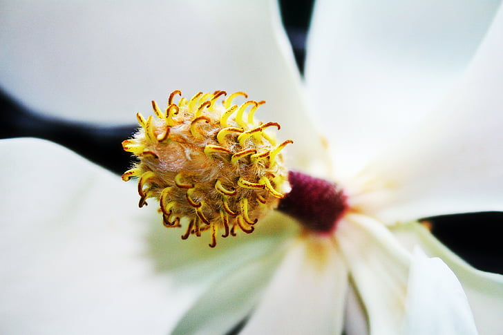 Magnolia grandiflora, Magnólia, flor, do Sul, flor, Primavera, Branco