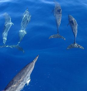 Delfíni, ryby, Já?, voda, modrá, oceán