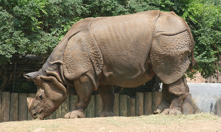 носорог, Зоологическа градина, дива природа, природата, носорог, рог, индийски