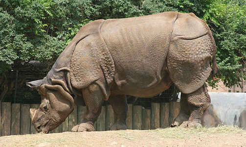 Rinoceronte, jardim zoológico, vida selvagem, natureza, Rinoceronte, chifre, indiano