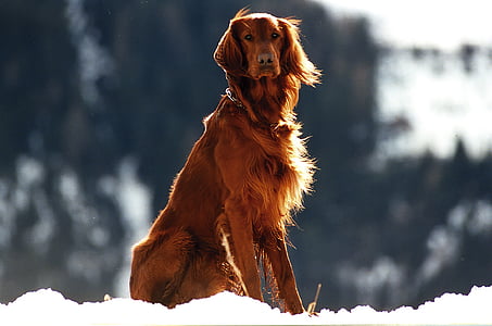 animal, mascota, Setter, perro, animales de compañía, nieve, al aire libre