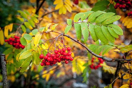 salvatrices, l’automne, automne, Rowan, Berry, petits fruits, saison