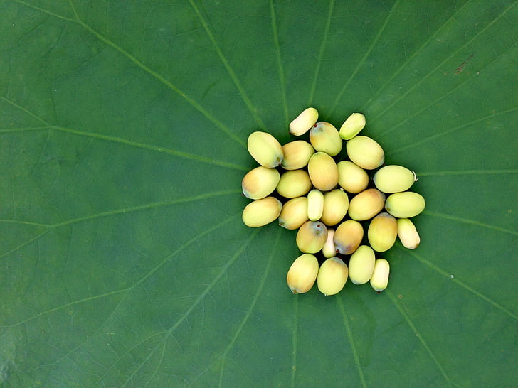 Seminte de Lotus, Lotus, seminţe, produse alimentare, floare, plante, verde