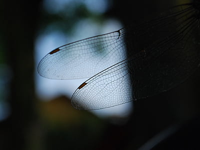 ważka, πτέρυγα, έντομο, φύση, μακροεντολή, φτερά
