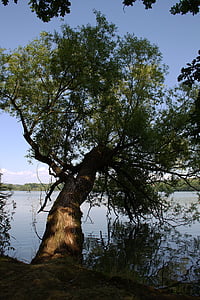 дерево, пастбище, Перспектива, на берегу озера, Природа, Журнал