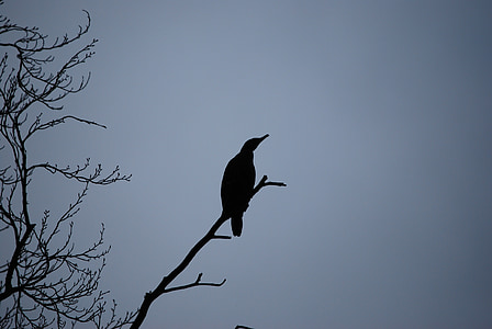 con chim, Thiên nhiên, mùa đông, lớn cormorant