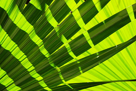 frond, leaves, tropical, nature, plant, summer, exotic