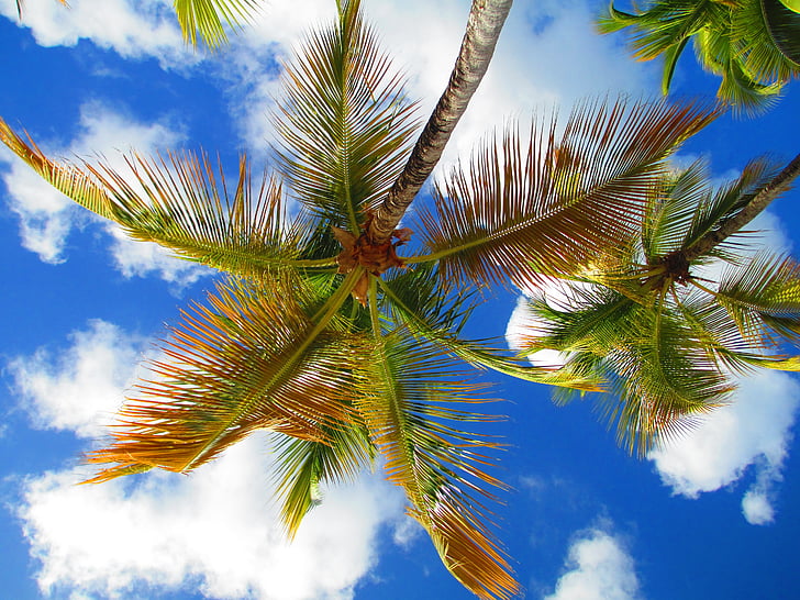 taivas, Palm, puu, pilvi, Karibia, Island, Tropical