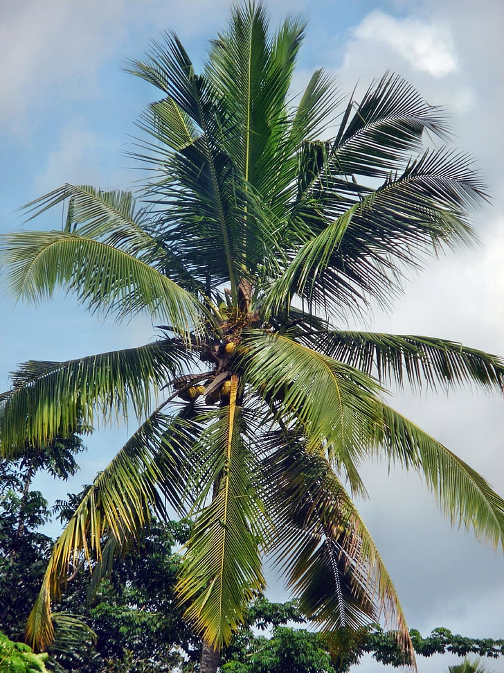 coconut, palm, tree, tropical, summer, nature, sky